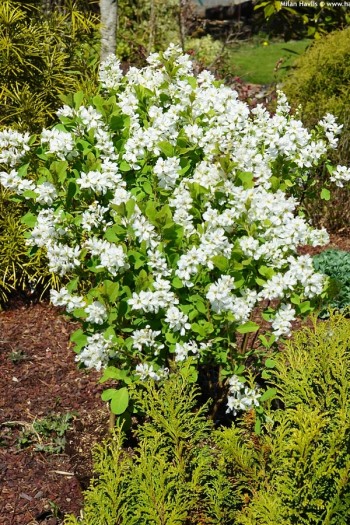Екзохорда Меджикал Спрінгтайм|Exochorda ’Magical Springtime’|Экзохорда Меджикал Спрингтайм